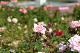 image0416