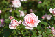 image0418