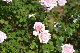 image0419
