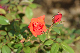 image0421