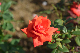 image0422