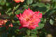 image0424