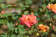 image0425