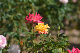image0426