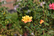 image0427