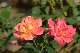 image0429