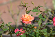 image0431