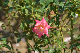 image0433