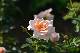 image0435