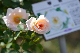 image0436