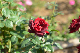 image0437