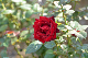 image0438