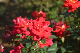 image0439