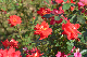 image0440