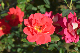 image0442