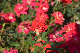 image0443