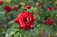 image0448