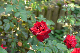 image0452