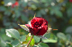 image0453
