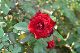 image0454