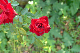 image0455