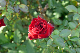 image0456