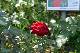 image0461