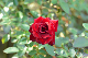 image0462