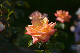 image0463