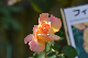 image0464