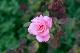 image0465