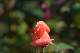 image0466