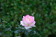 image0467