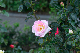 image0468
