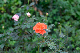 image0470