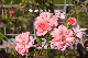 image0473