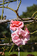 image0475