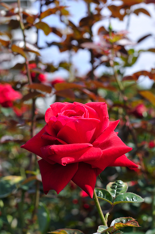 image0209