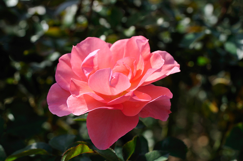 image0235
