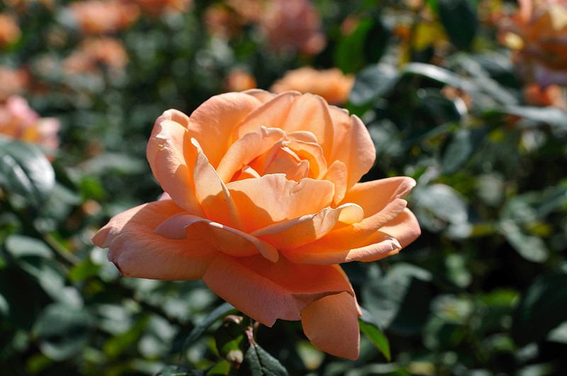 image0236