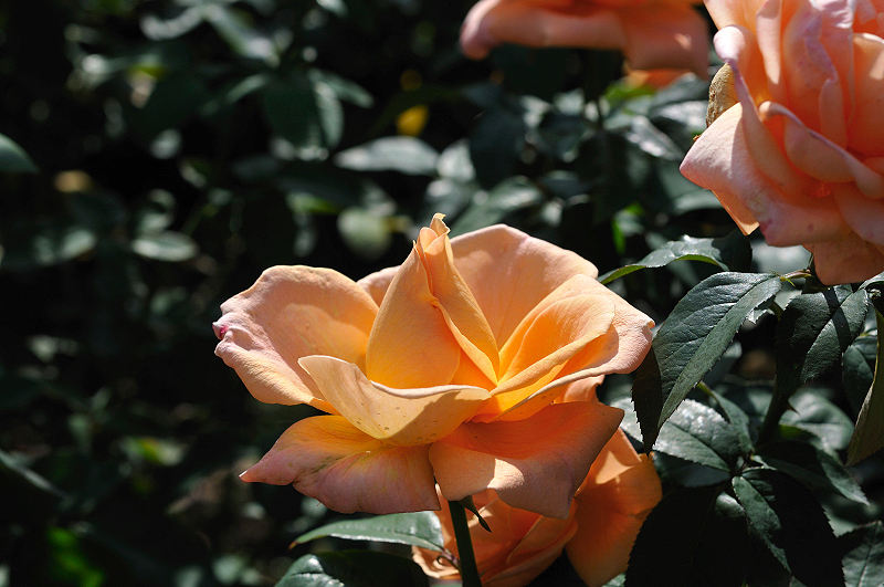 image0237