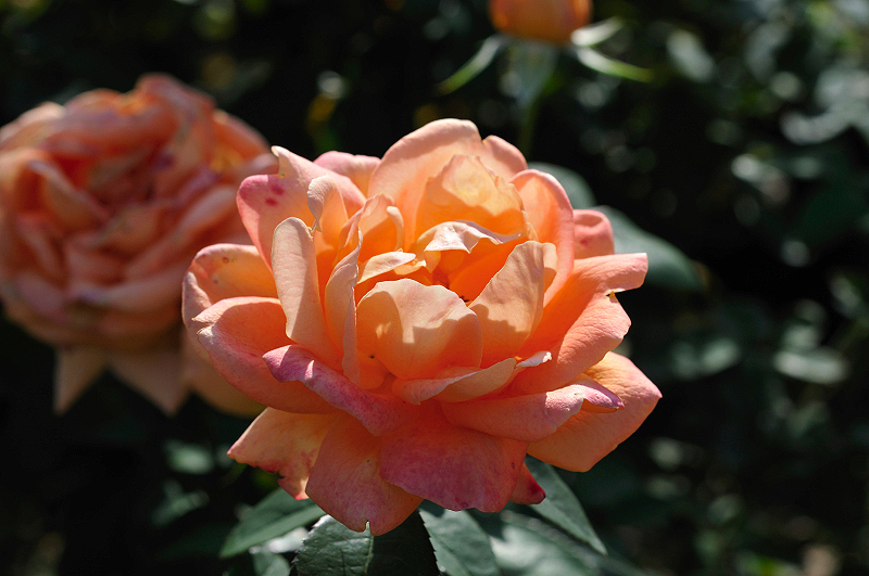image0238