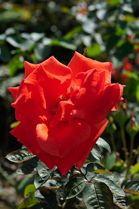 image0239