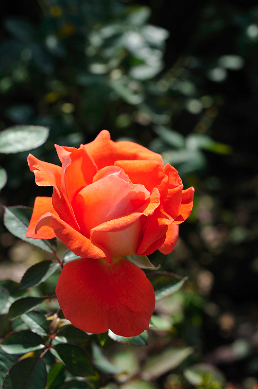 image0240