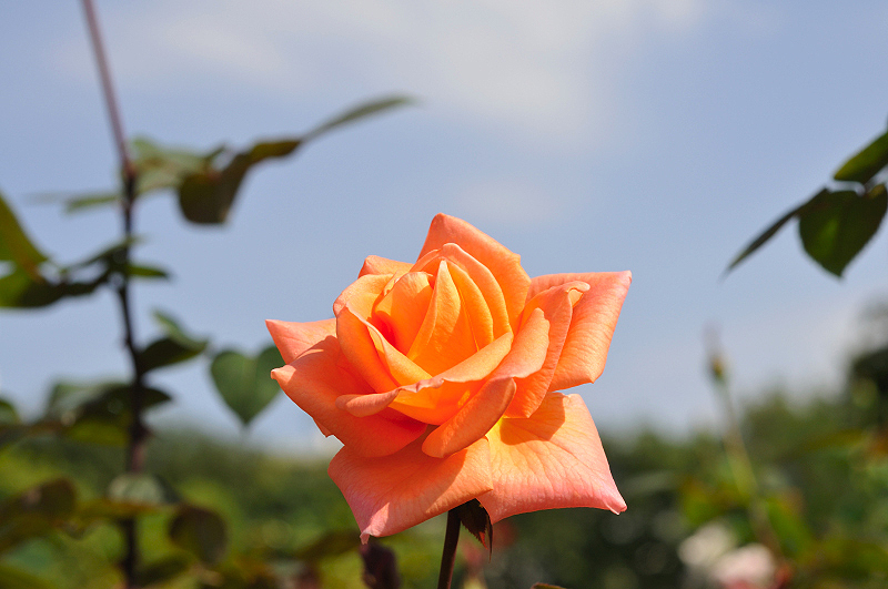 image0241