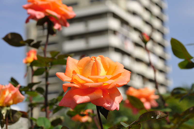 image0242