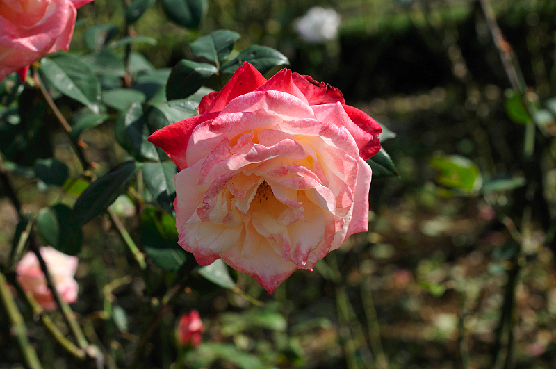 image0243