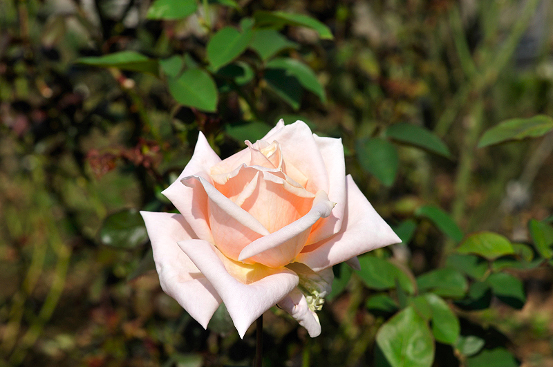 image0245
