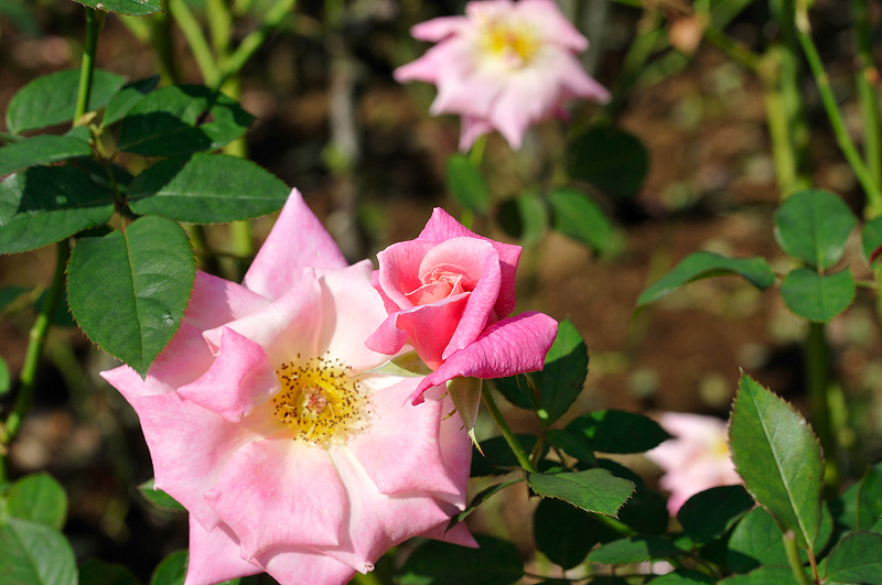 image0246