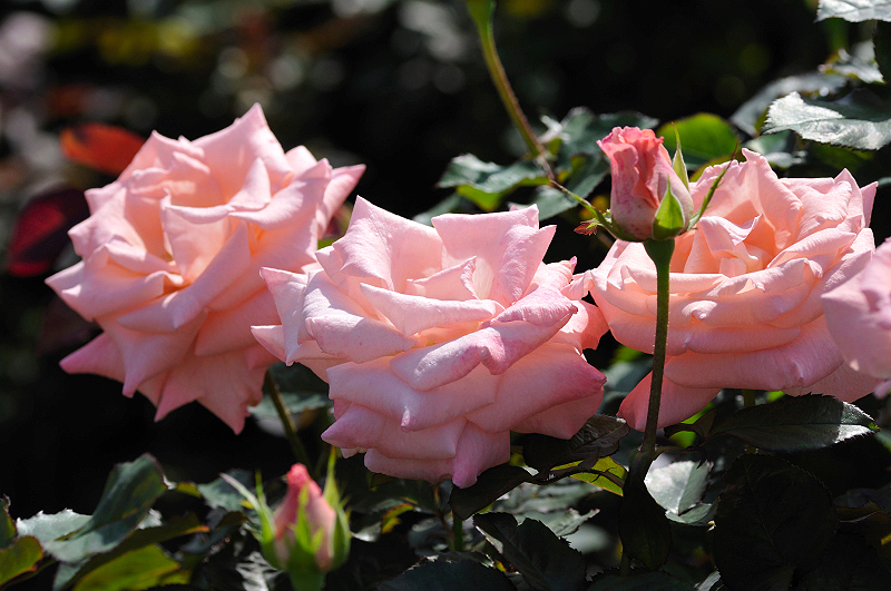 image0248